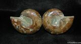 Small Desmoceras Ammonite Pair #509-1